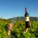 Hands holding a wine bottle and wine glass among the grapevines in a vineyard